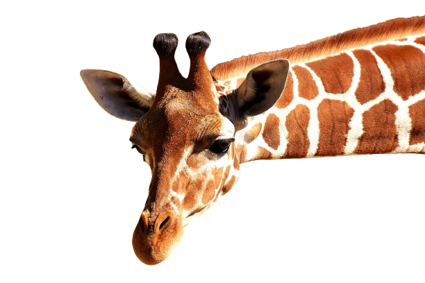 girafe